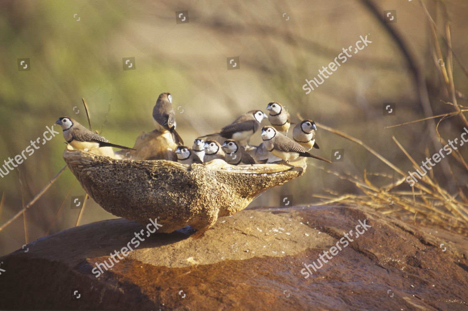 Doublebarred Finches Bird Bath Australia Editorial Stock Photo Stock