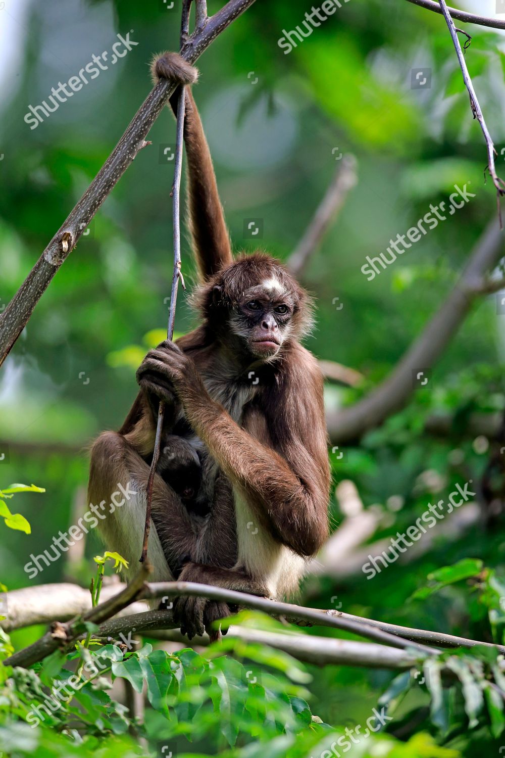 Whitebellied Spider Monkey Longhaired Spider Monkey Ateles
