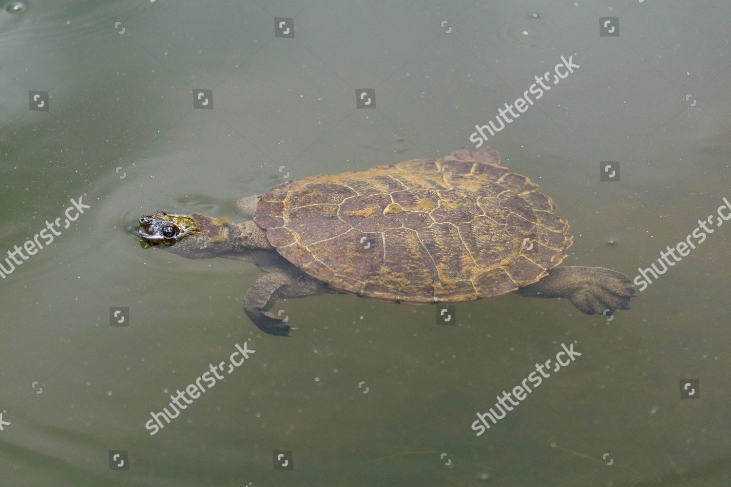 Sawshelled Turtle Wollumbinia Latisternum Water Wild Editorial Stock ...