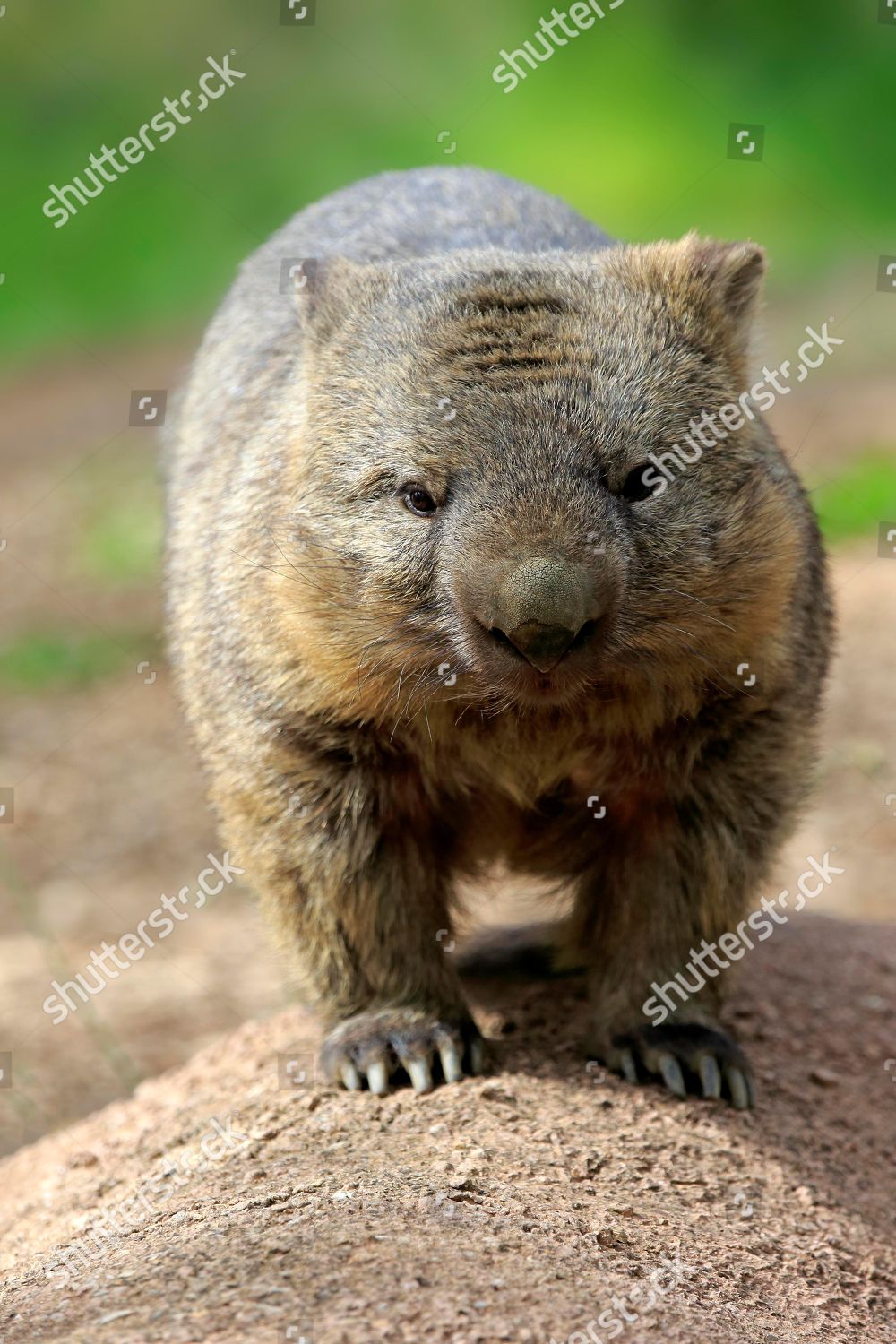 Common Wombat Vombatus Ursinus Adult Mount Lofty Editorial Stock Photo Stock Image Shutterstock