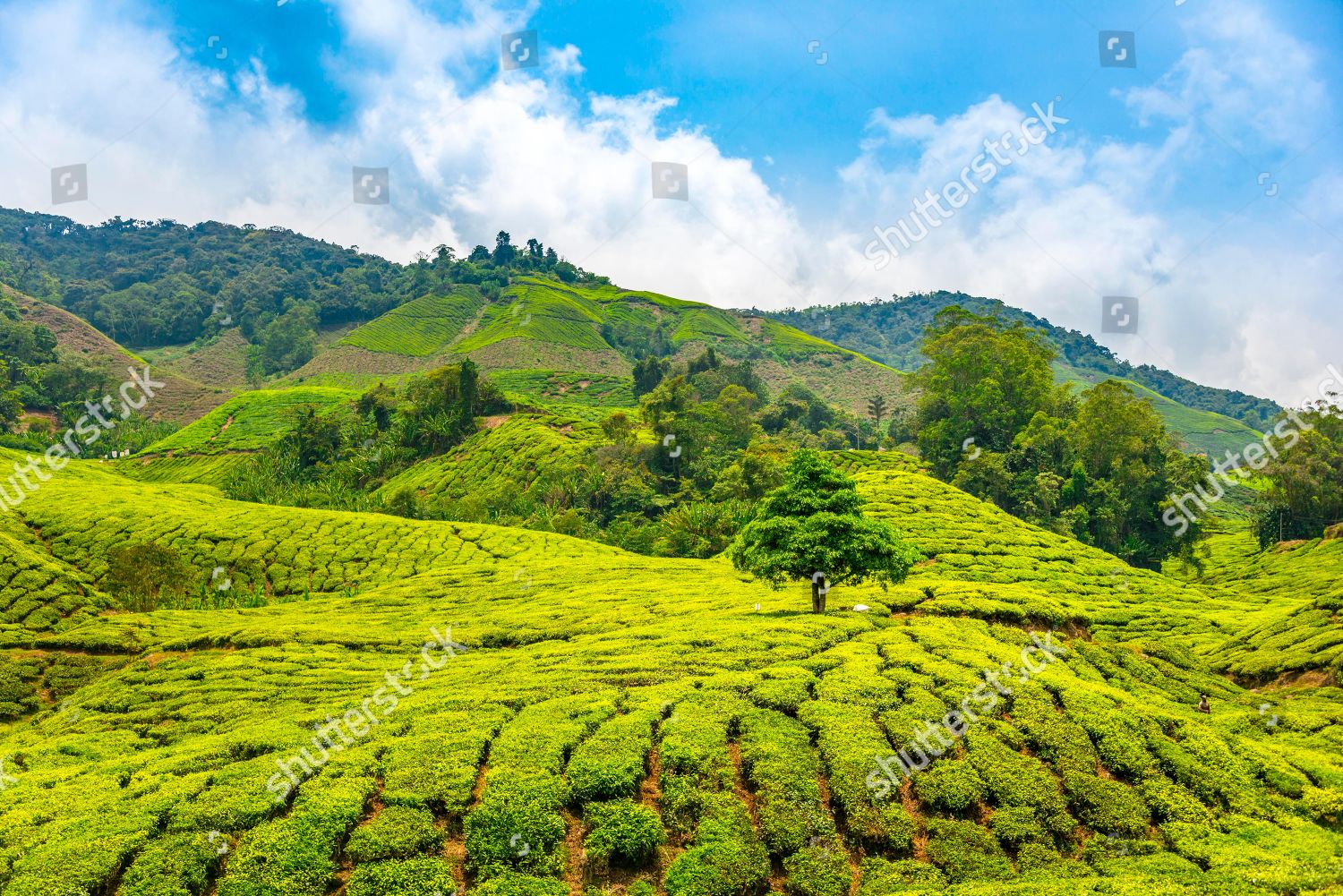 Tea Plantations Cameron Highlands Tanah Tinggi Editorial Stock Photo ...