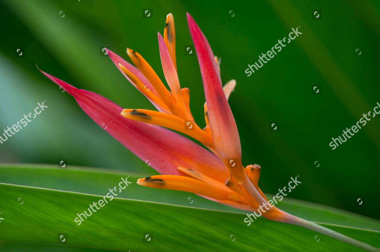Blooming Fire Flash Heliconia Densiflora Amazon Editorial Stock Photo