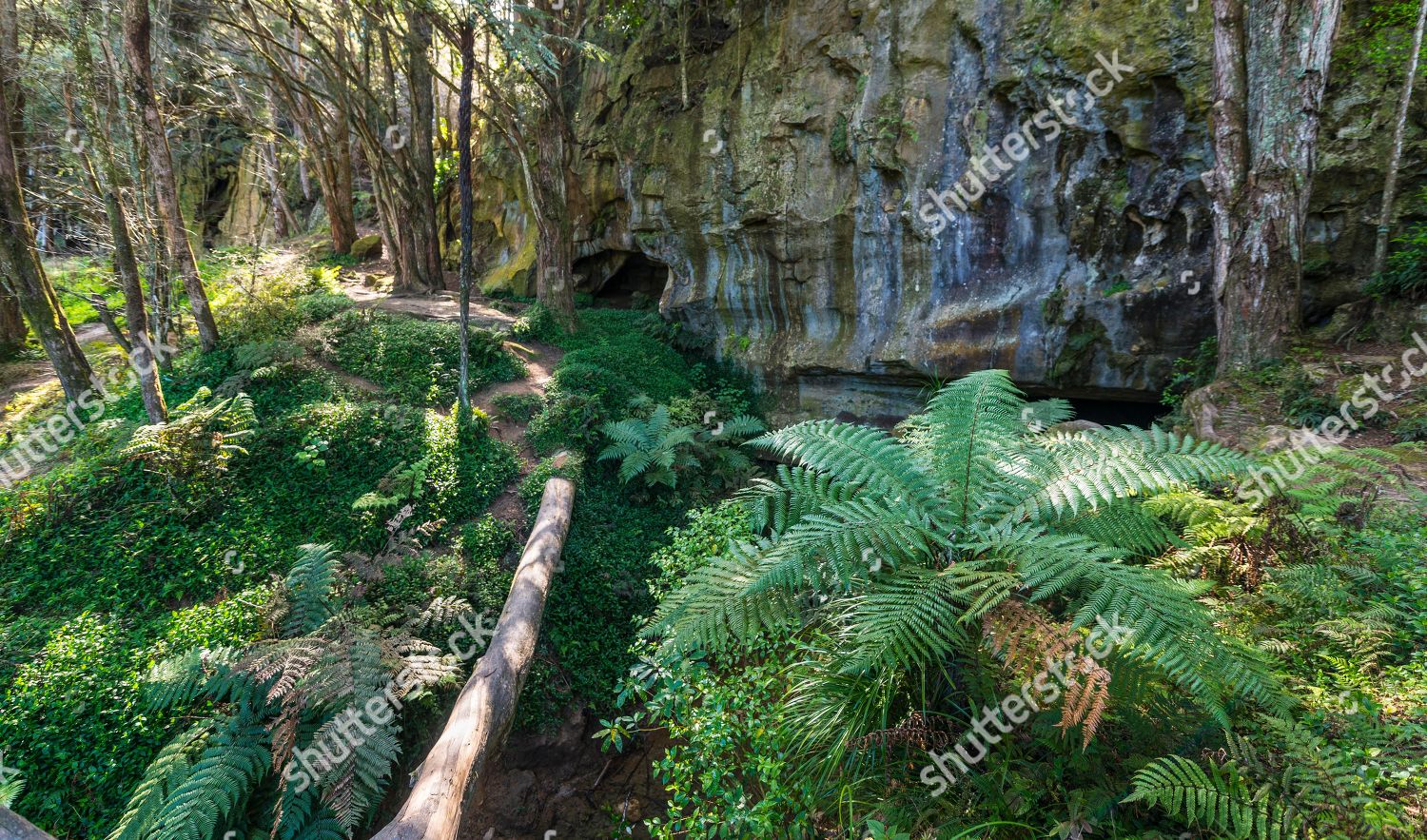 Forest Ferns Entrance Waipu Caves Northland Editorial Stock Photo ...