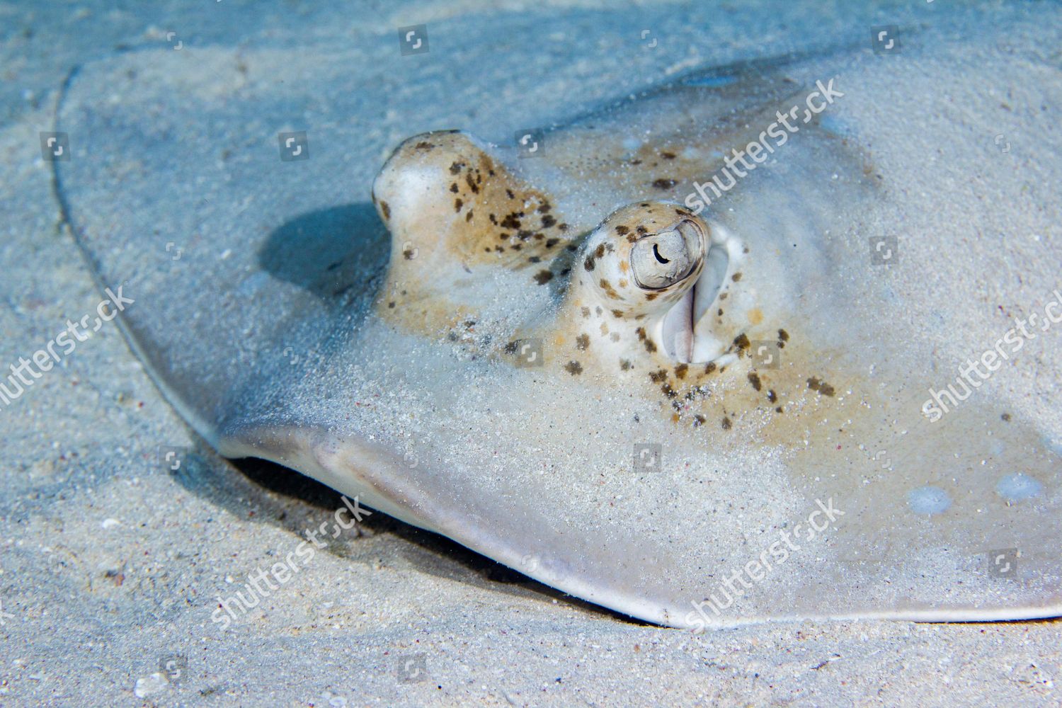 Blue Spotted Stingray Neotrygon Kuhlii Great Editorial Stock Photo ...