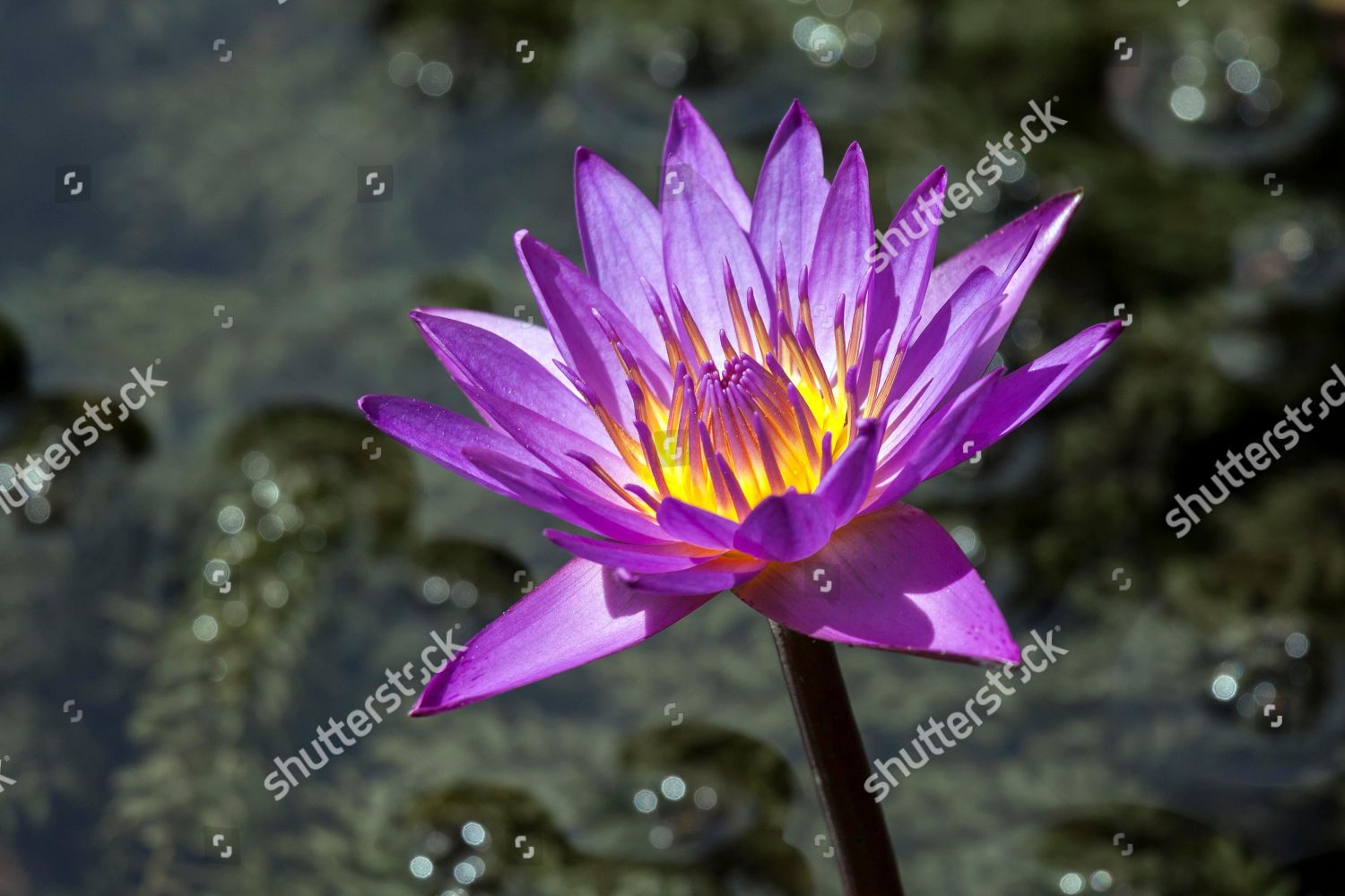Blue Lotus Blue Water Lily Sacred Editorial Stock Photo Stock Image