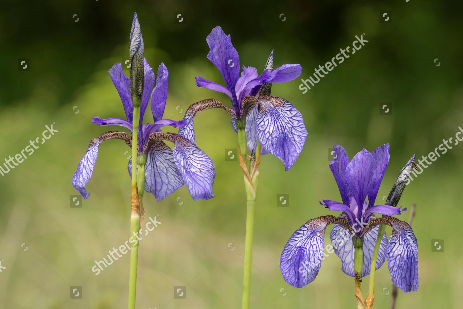 Siberian Iris Iris Sibirica Badenwuerttemberg Germany Editorial Stock ...