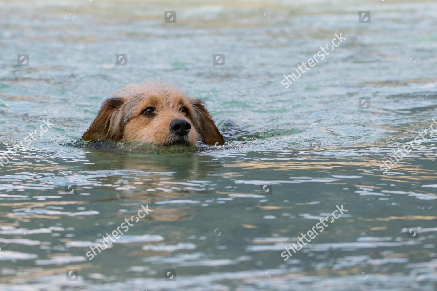 Bosnian Coarsehaired Hound Barak Dog Canis Lupus Editorial Stock Photo Stock Image Shutterstock