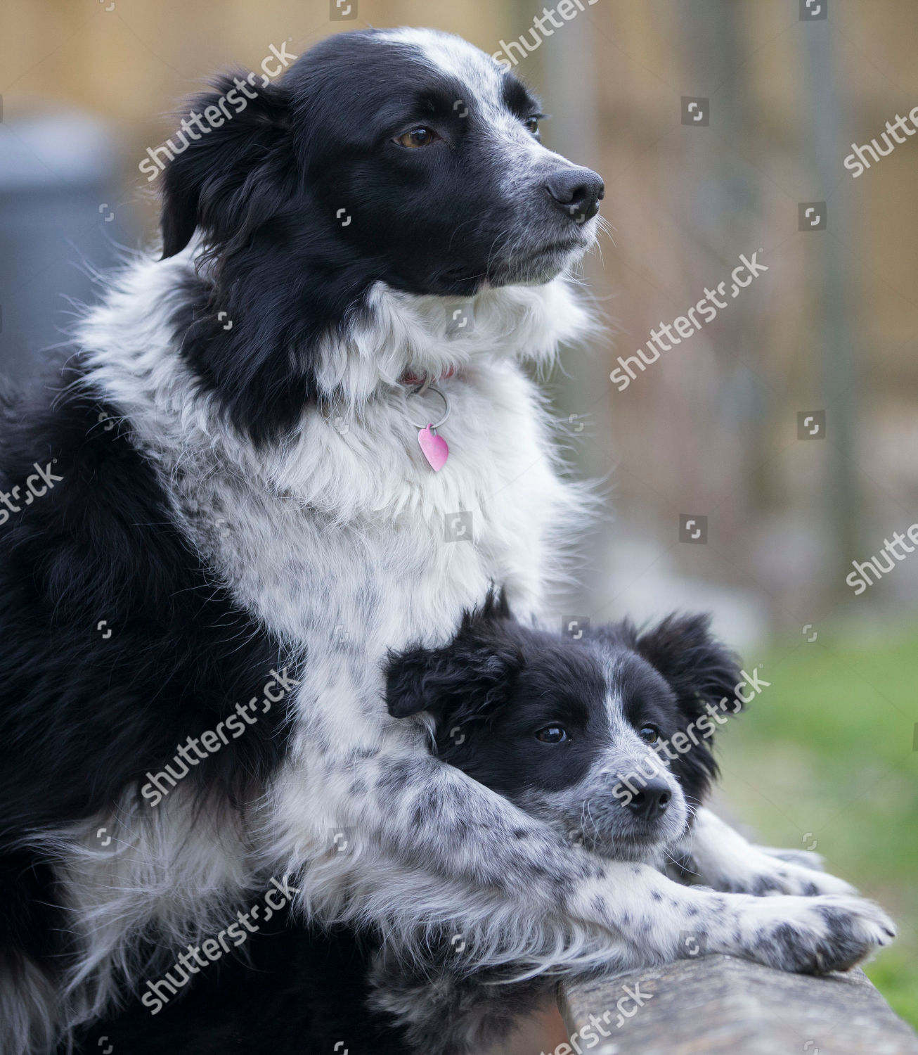 collie saves puppy