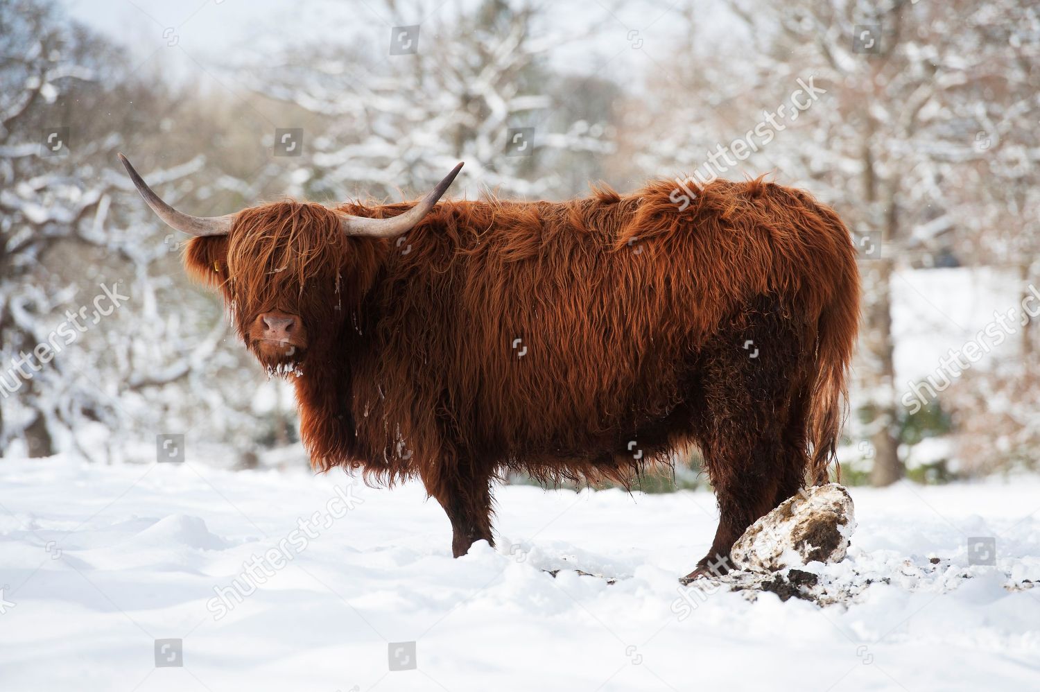 Highland Cattle Winter Scenes Pollock Counrty Editorial Stock Photo