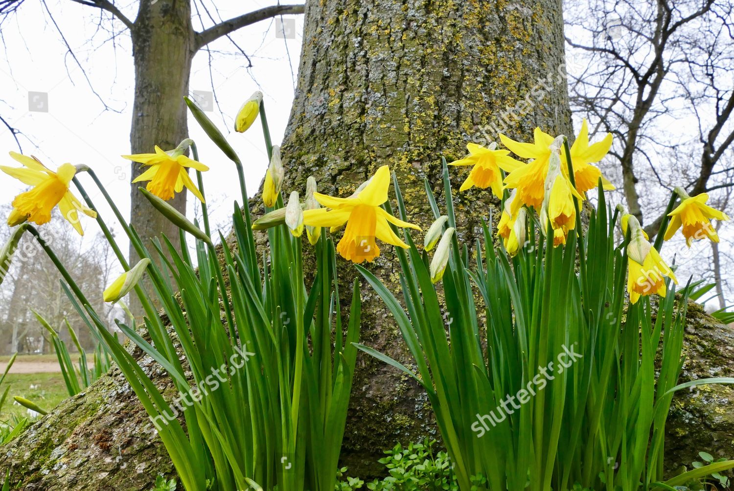 Daffodils Christchurch Meadows Oxford Rain Editorial Stock Photo