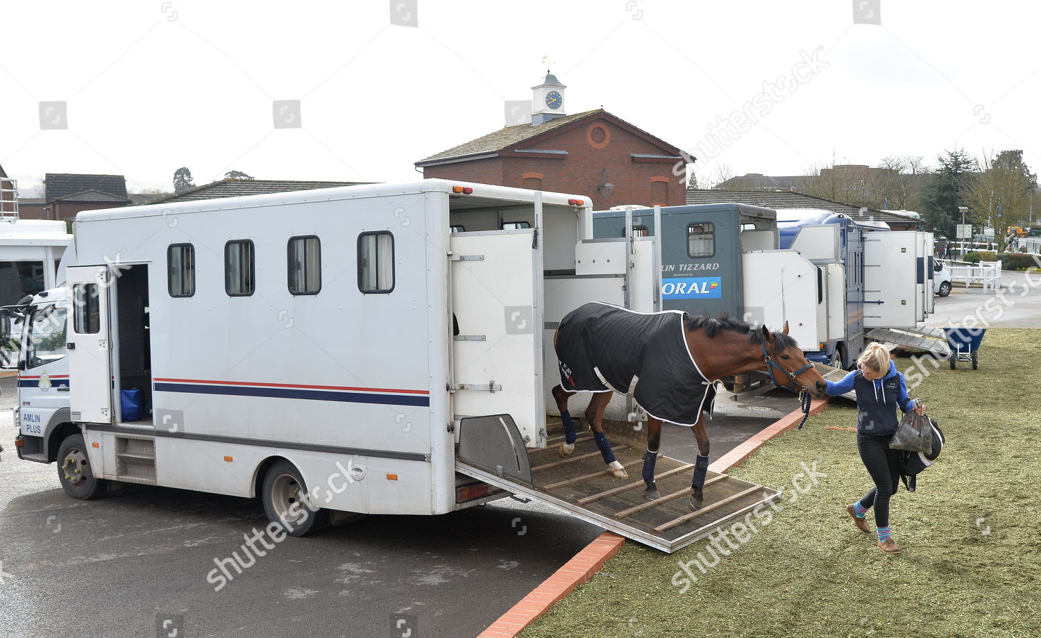 Horse Being Unloaded Horse Box Into Editorial Stock Photo Stock Image