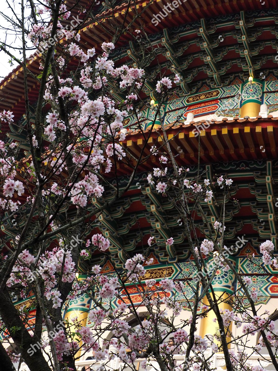 Cherry Blossoms Taoist Temple Tianyuan Gong Editorial Stock Photo ...