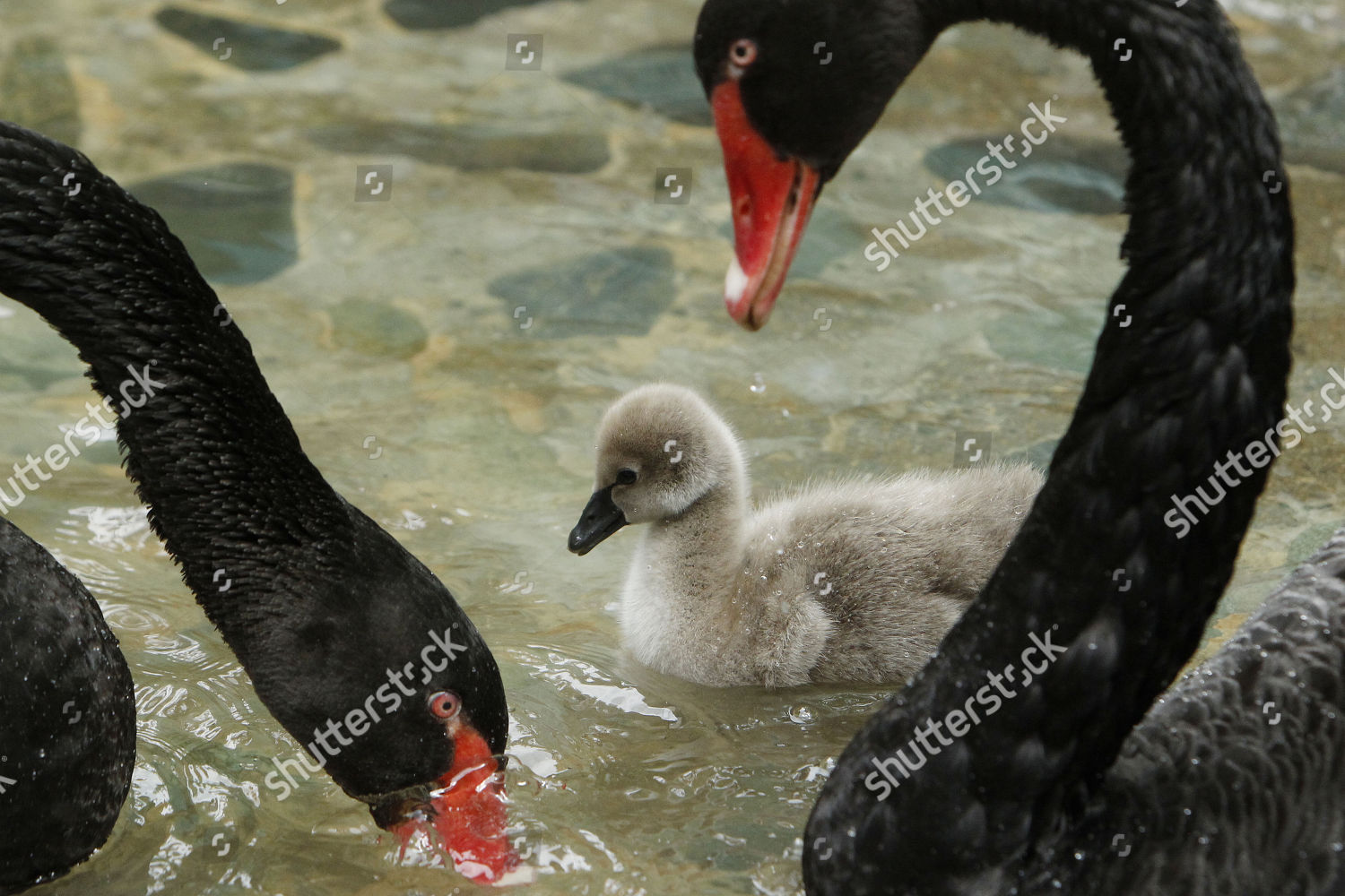 Regeneration Specialist Trives couple black swans take care their cygnet Editorial Stock Photo - Stock  Image | Shutterstock