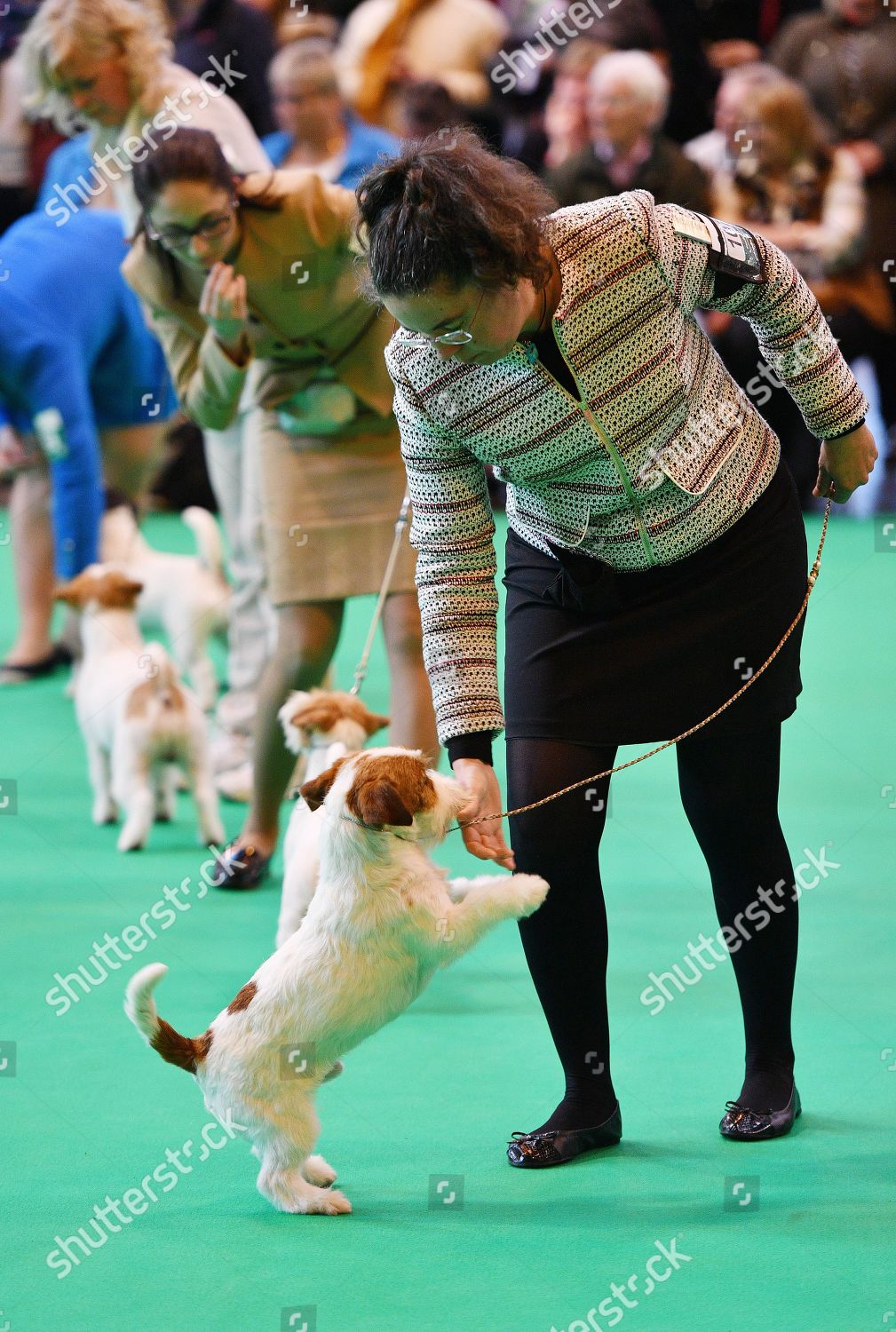 Jack Russell Terrier Judging Crufts Dog Show Editorial Stock Photo