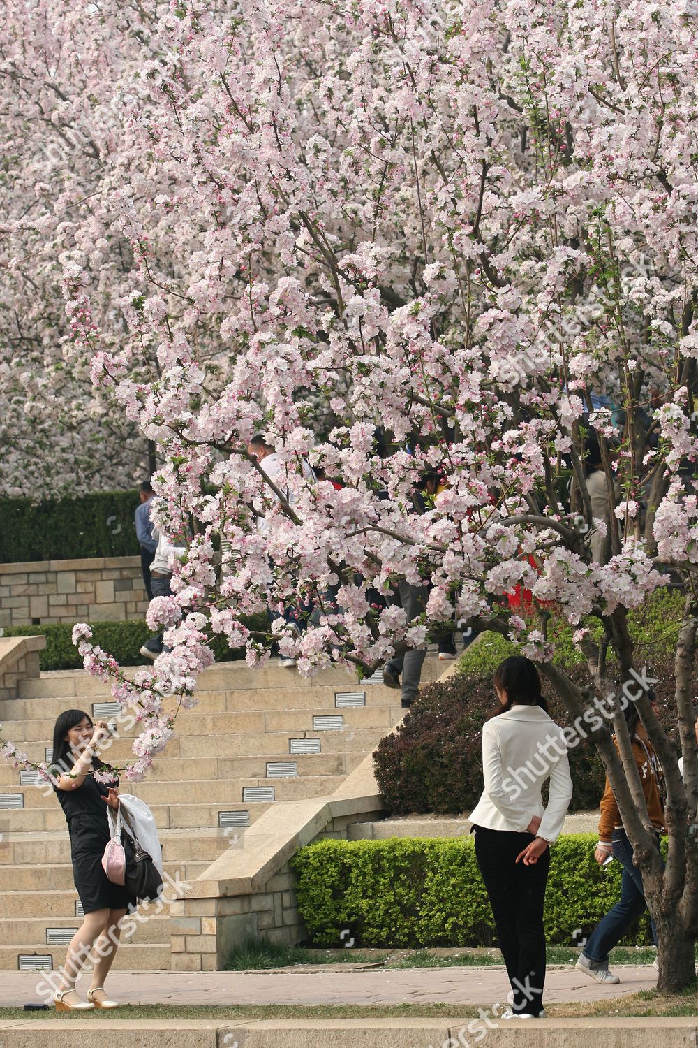 Cherry Blossom Beijing China Editorial Stock Photo - Stock Image