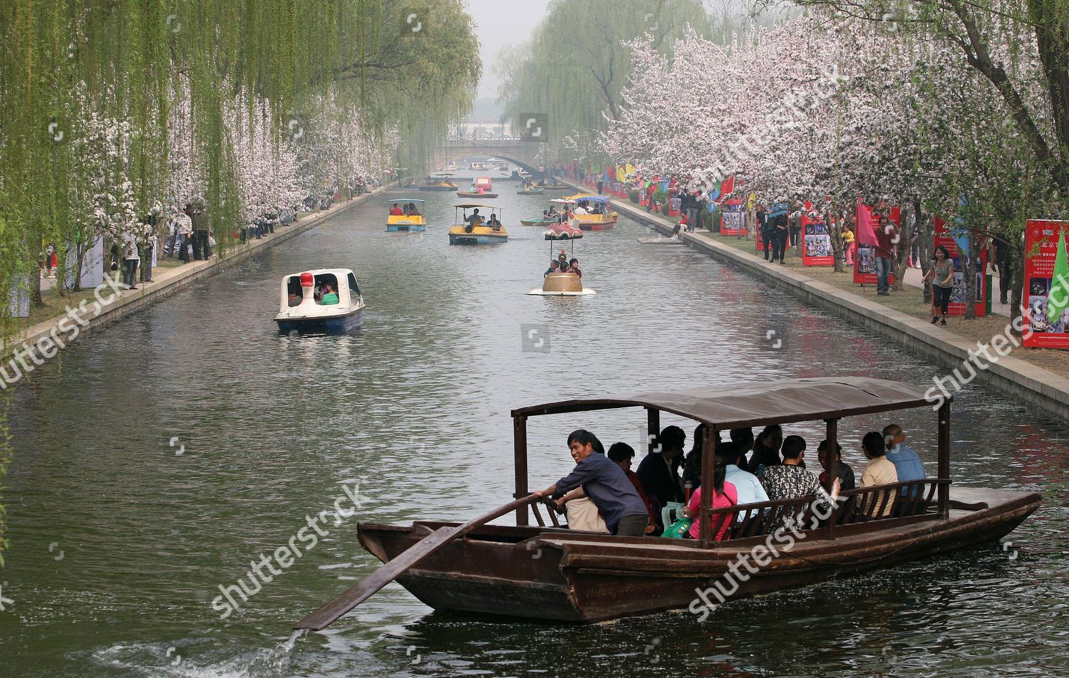 Cherry Blossom Beijing China Editorial Stock Photo - Stock Image