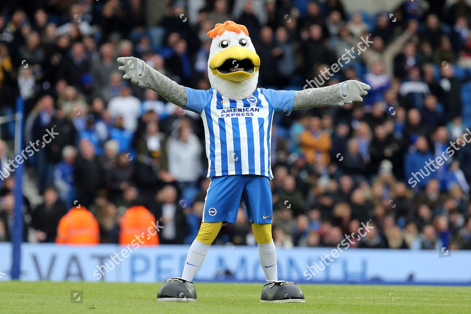 Brighton Mascot Gully Seagull Before Brighton Editorial Stock Photo ...