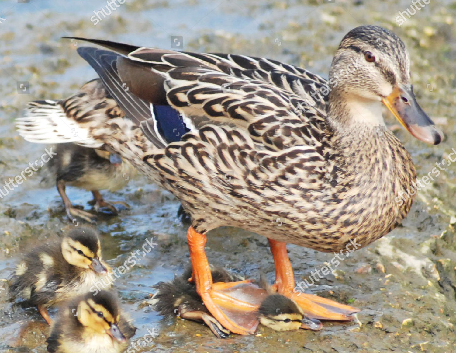 سجل حضورك بصورة طائر - صفحة 20 Mother-duck-treads-on-one-of-her-ducklings-britain-jun-2009-shutterstock-editorial-954362c