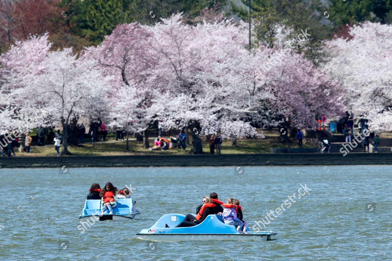 National Cherry Blossom Festival Is Underway And The Blooms Are