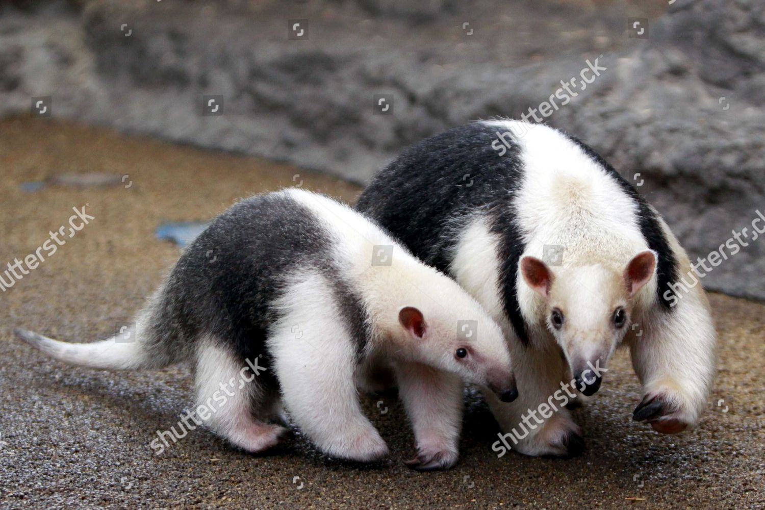 Southern Tamandua Baby