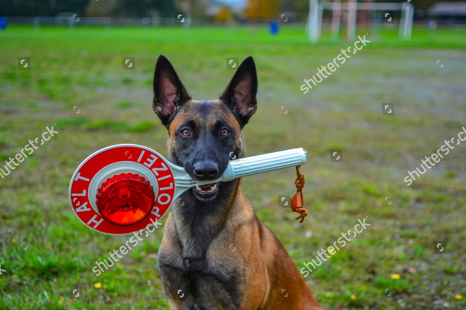 Police Dog Belgian Shepherd Dog Malinois Stopping Editorial