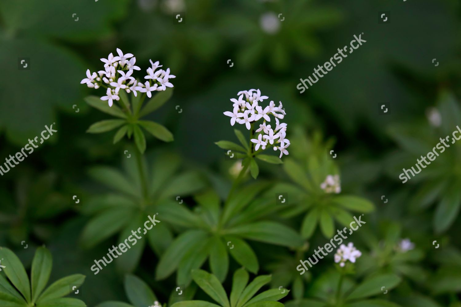 Woodruff Asperula Odorata Flowering Blossoming Germany Editorial Stock