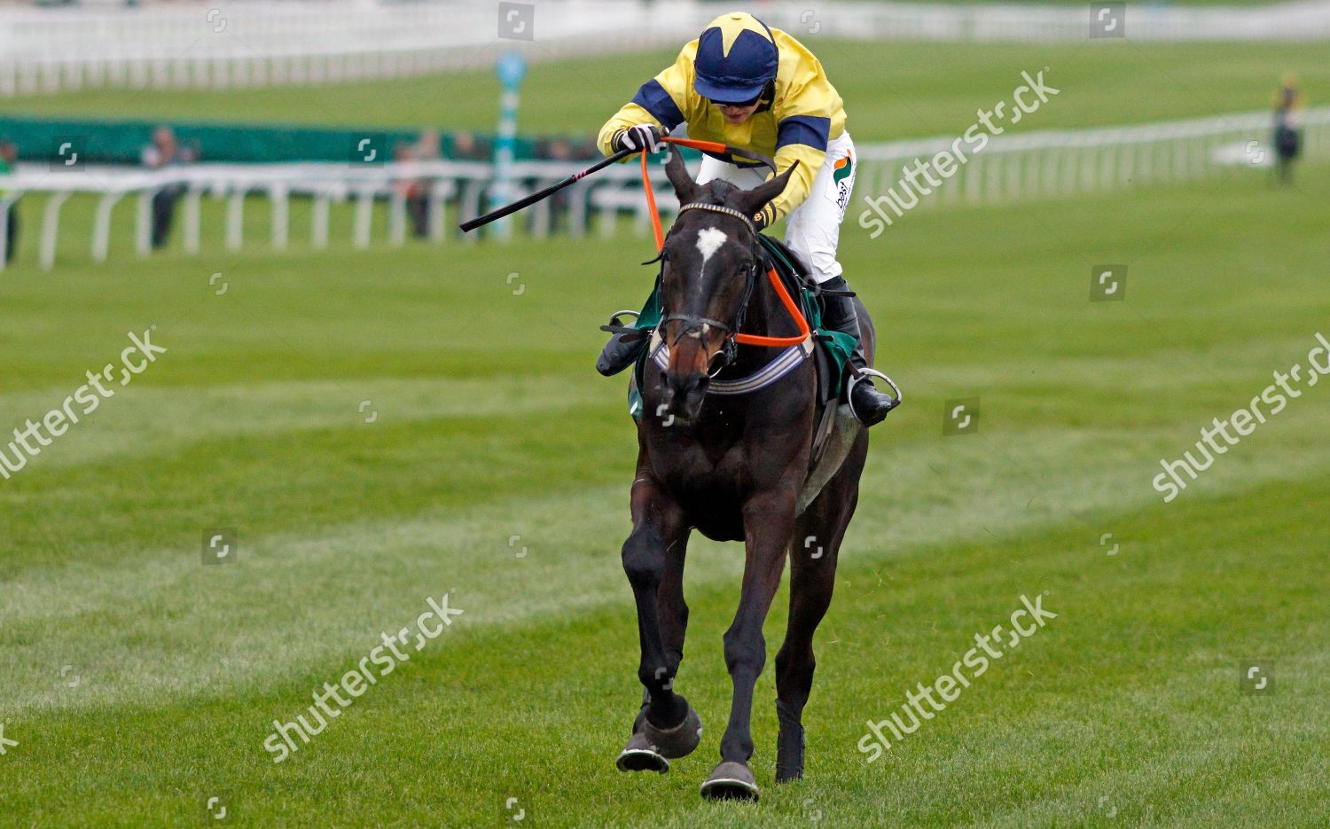 Excitable Island Gina Andrews Wins Cheltenham Editorial Stock Photo