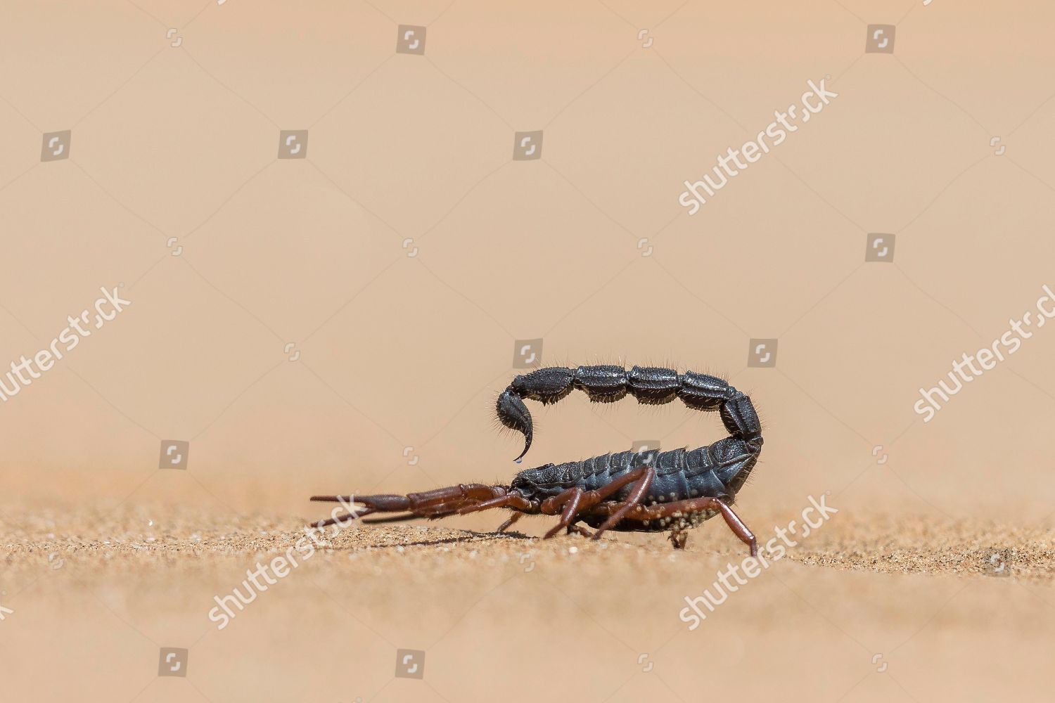 Transvaal Thicktailed Scorpion Parabuthus Transvaalicus Sand Editorial 