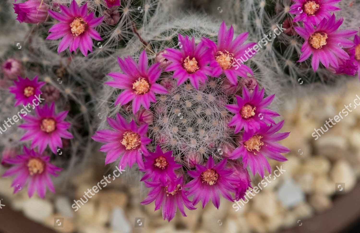 Mammillaria Spinosissima Known Spiny Pincushion Cactus Editorial Stock