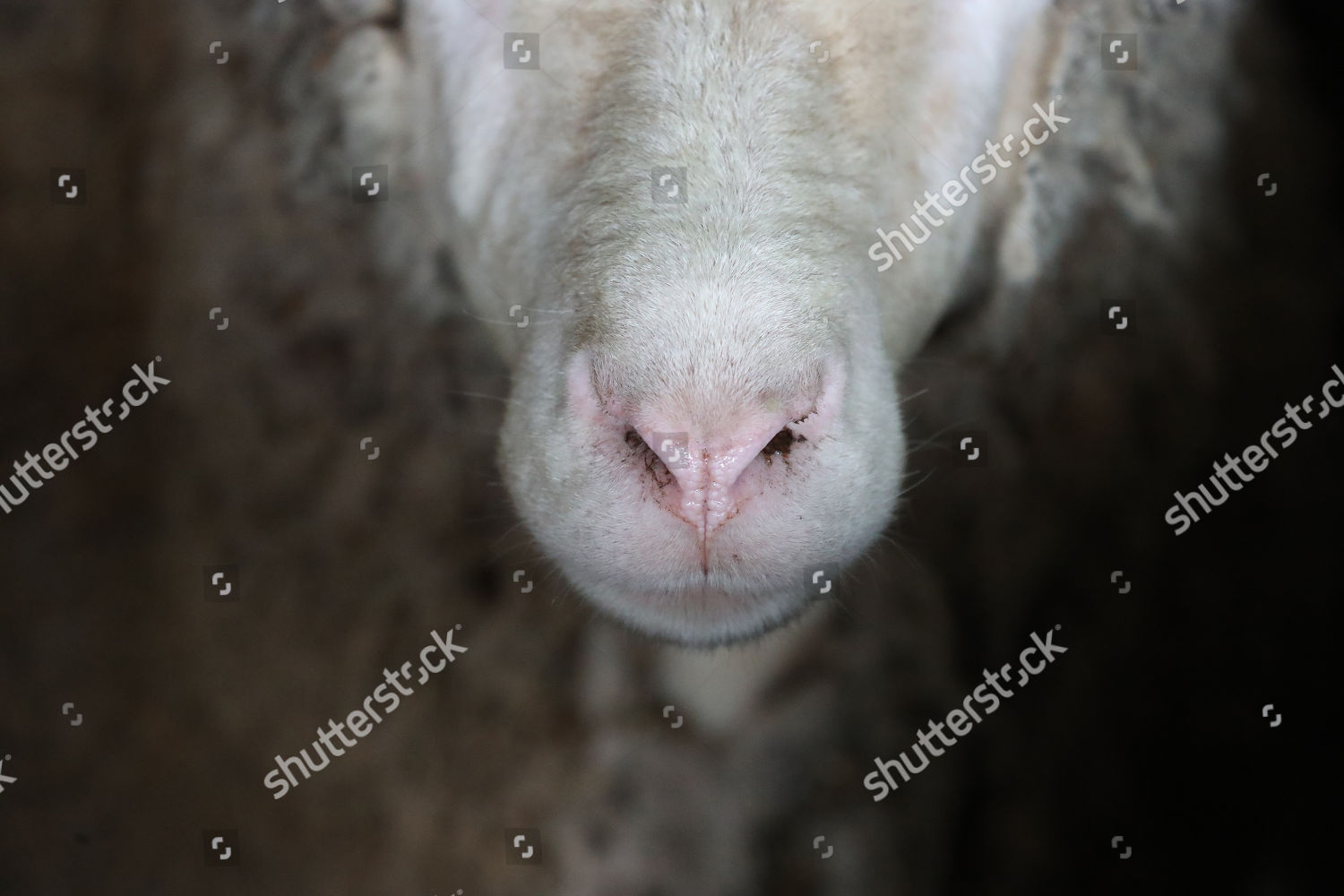 Close Unsheared Sheeps Nose Sheep Breeding Editorial Stock Photo ...