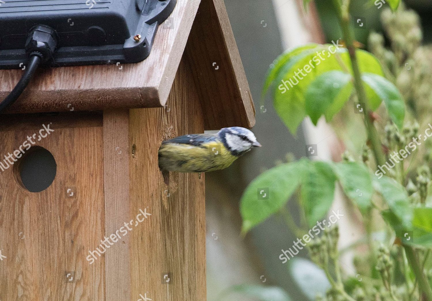 Sir Max Hastings Wife Penny Bird Watching Editorial Stock Photo