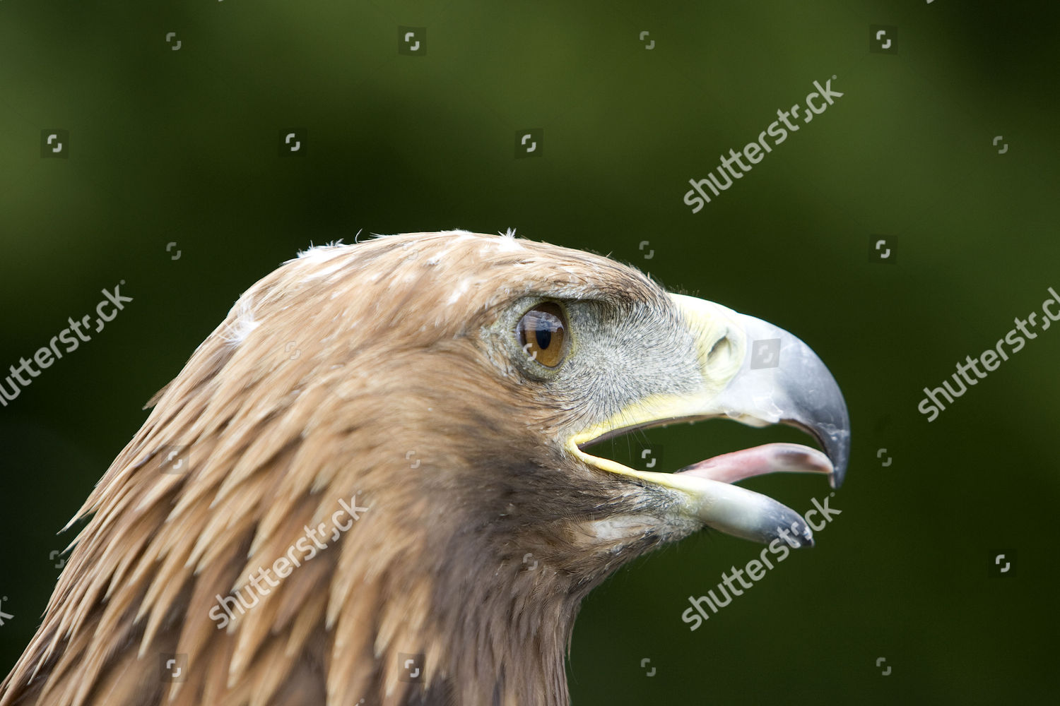 Golden Eagle Editorial Stock Photo Stock Image Shutterstock