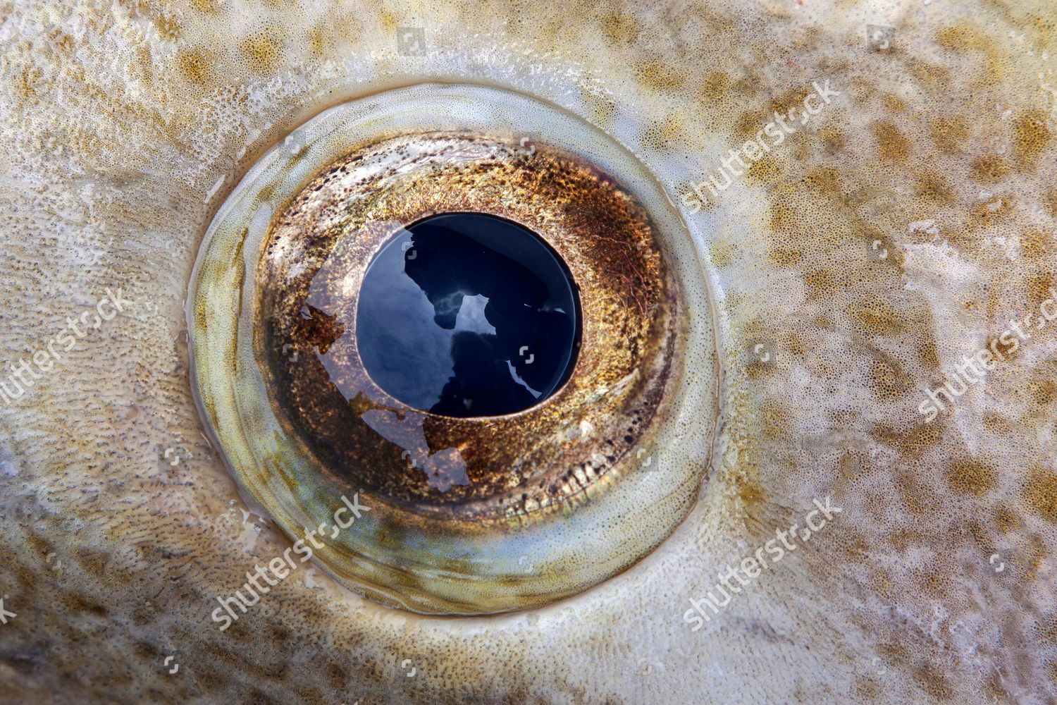 Eye Freshly Caught Atlantic Cod Gadus Editorial Stock Photo - Stock 