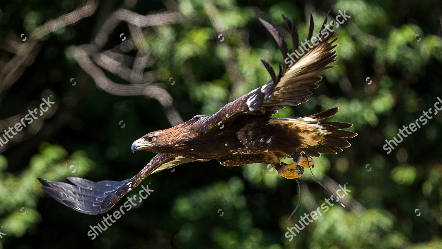 Golden Eagle Flight Opening Great Britain Birds Editorial