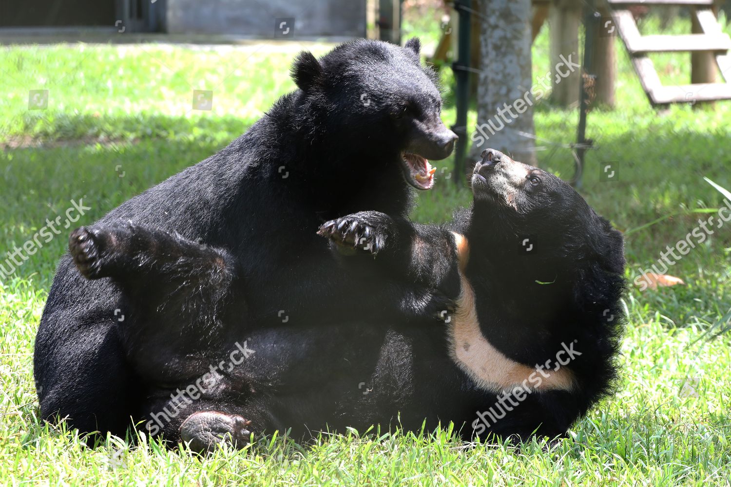 Two Moon Bears Play Inside Theirs Editorial Stock Photo - Stock Image |  Shutterstock