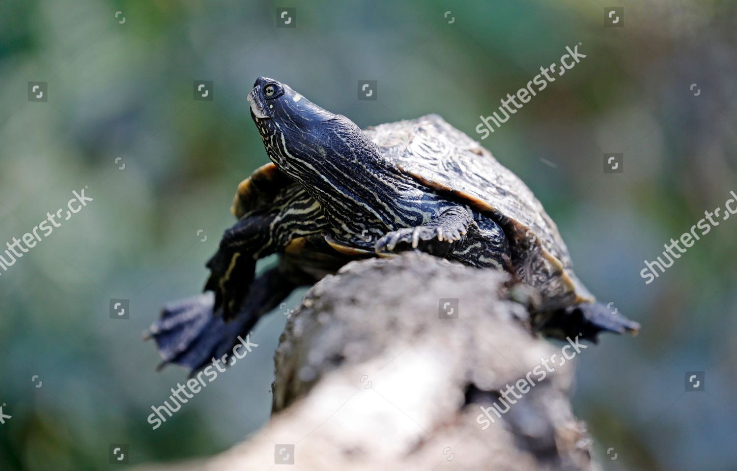 False Map Turtle Graptemys Pseudogeographica Lies Editorial Stock Photo   Shutterstock 9771913b 