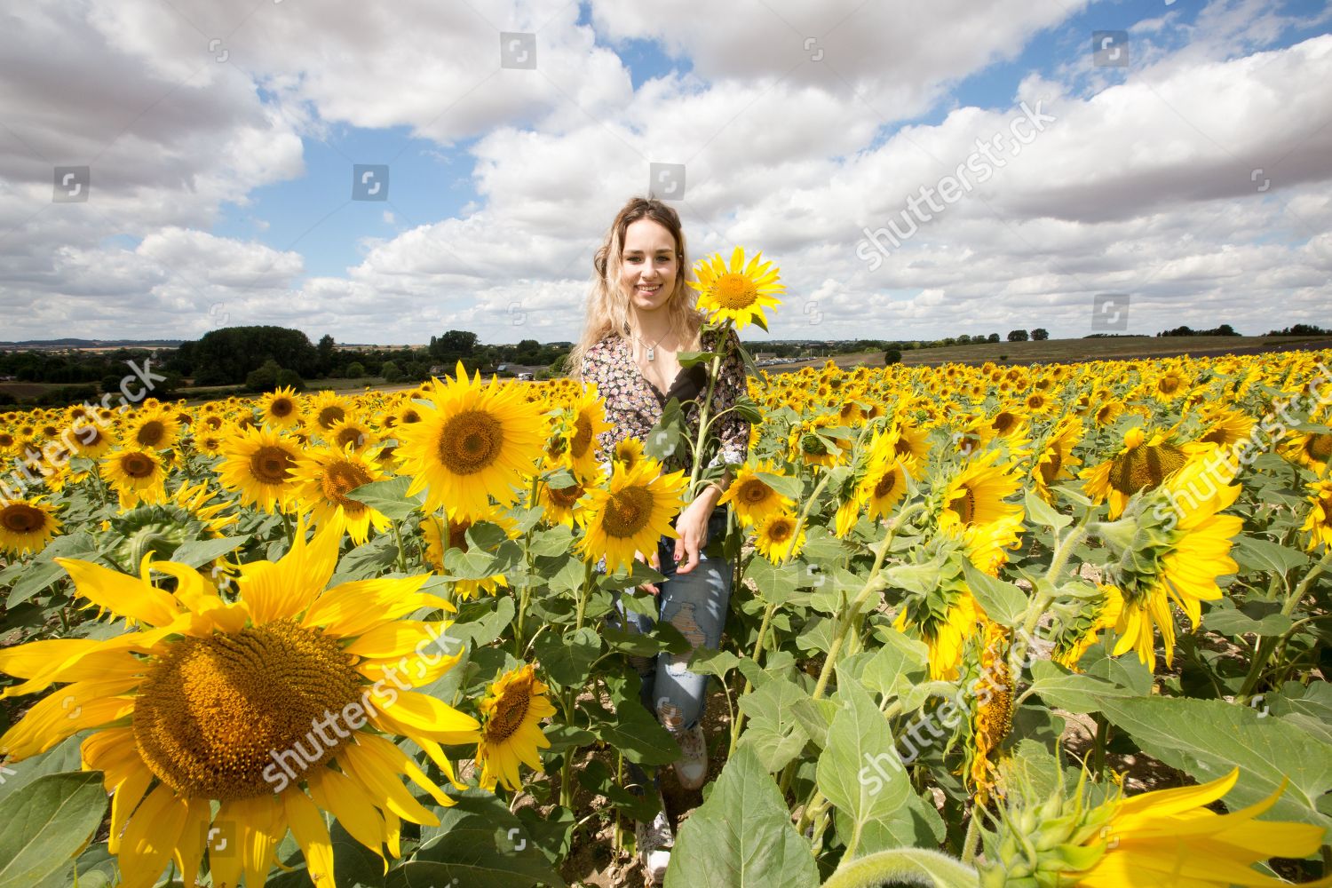 Jess Barber17 Picking Sunflowers Hitchin Lavender Editorial Stock Photo