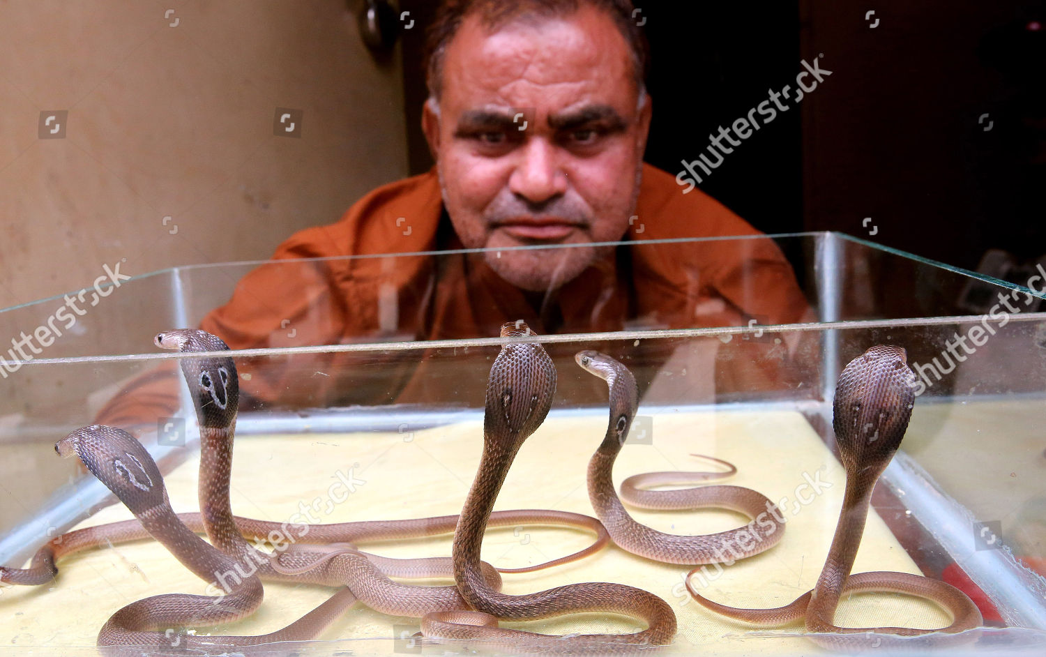 Mohammed Saleem Snake Catcher Commonly Known Editorial Stock Photo