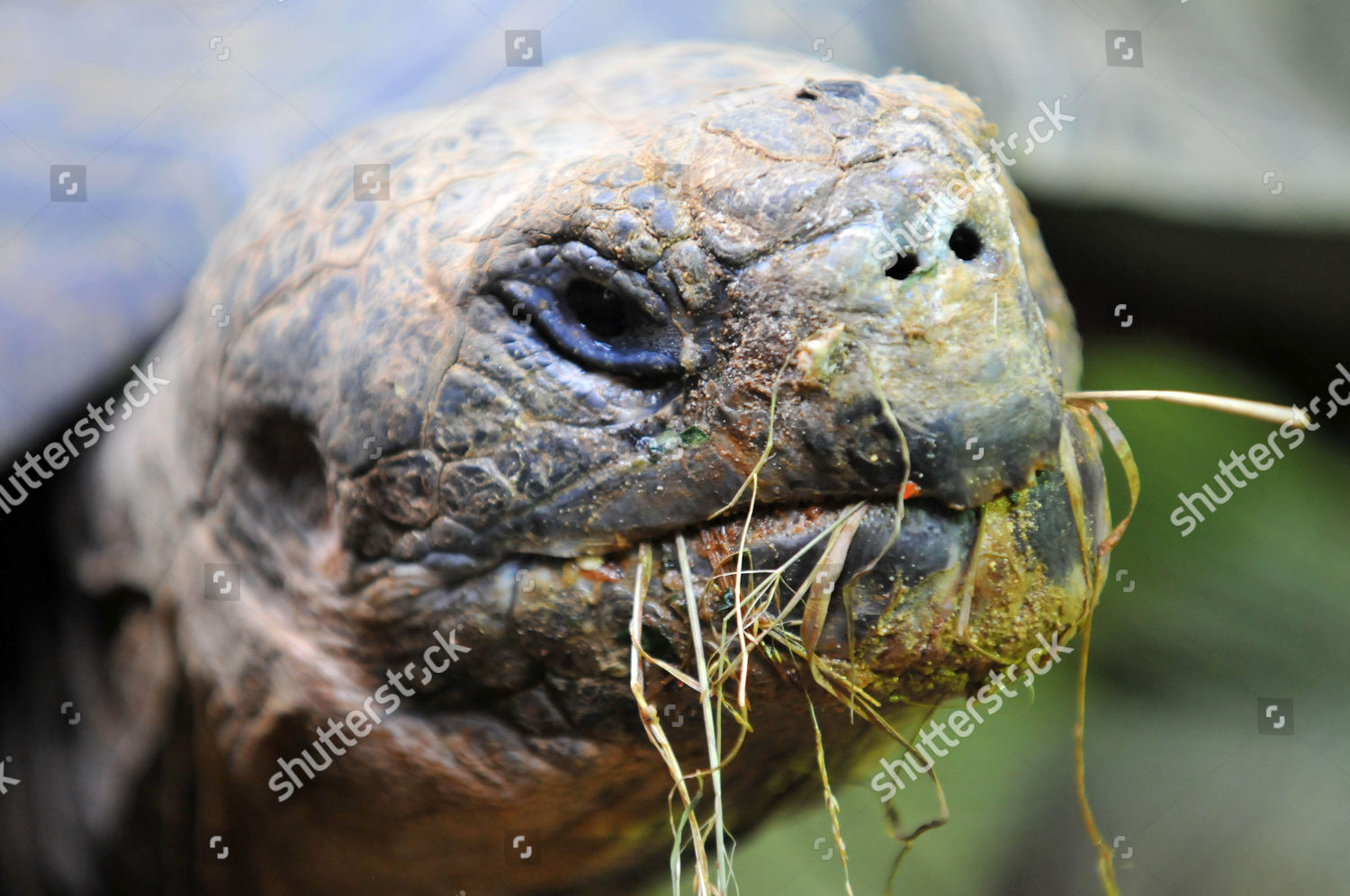 Dirk Galapagos Tortoise Editorial Stock Photo - Stock Image | Shutterstock