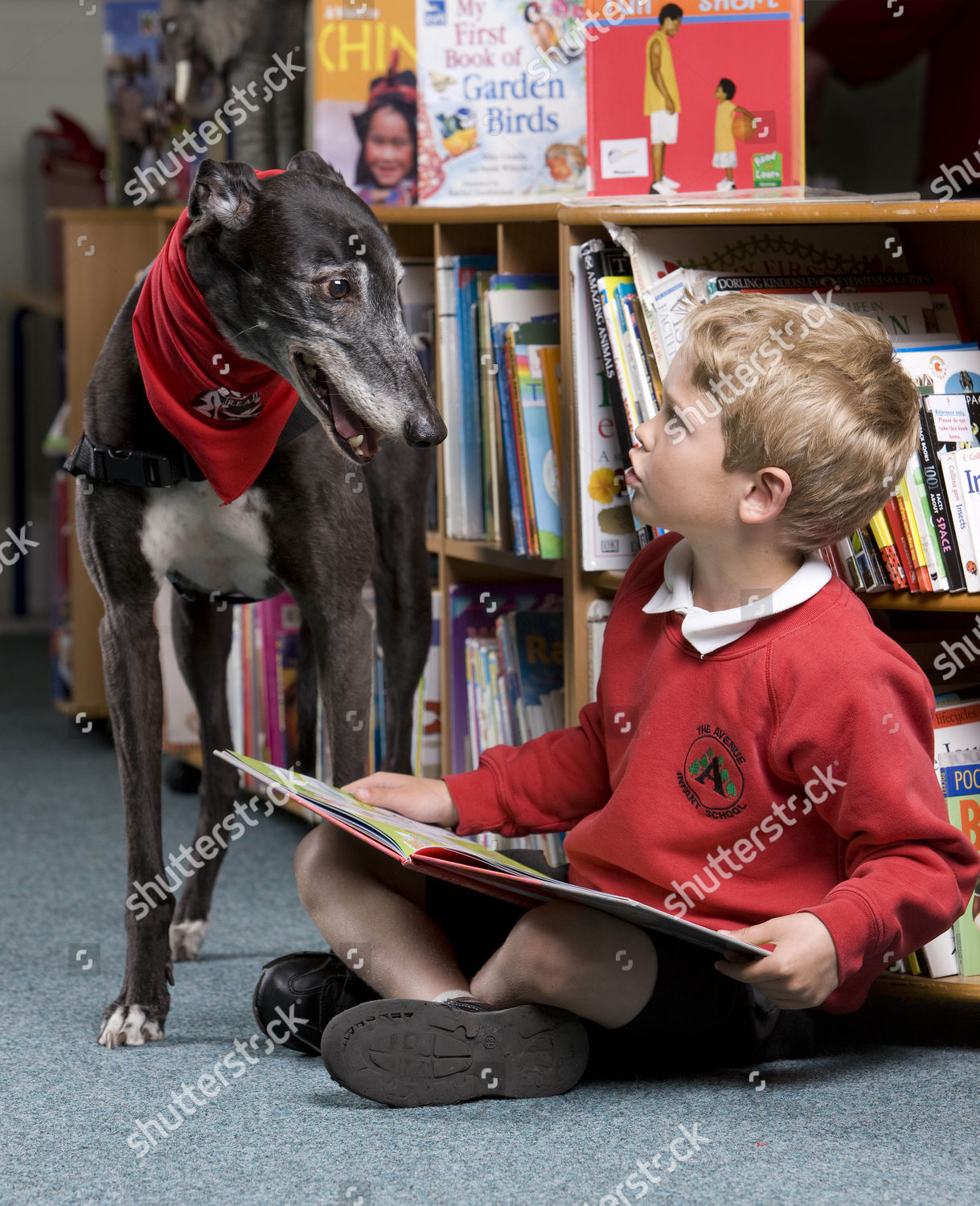 Flynn Anderson Aged 6 Scotts Greyhound Editorial Stock Photo - 