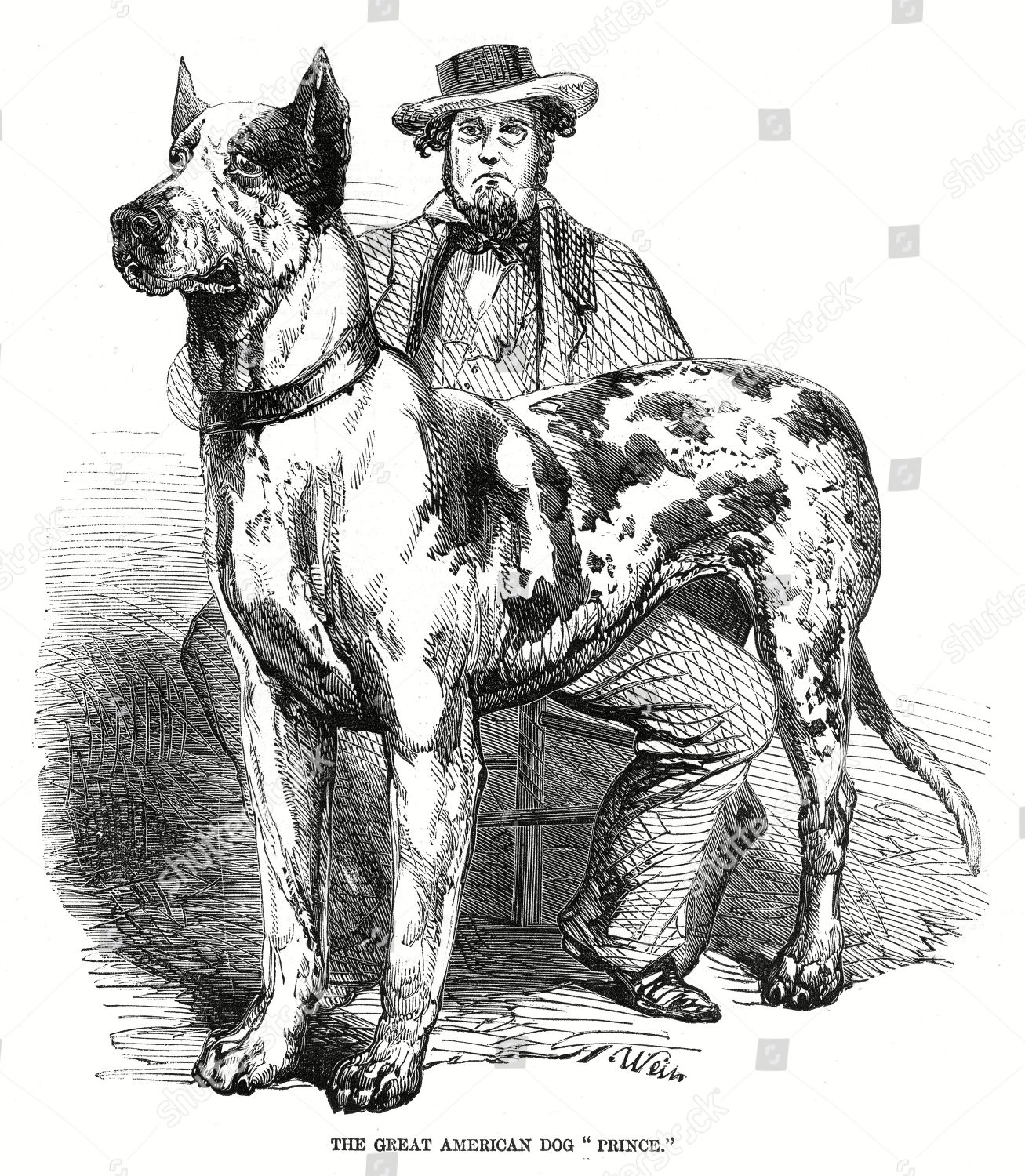siberian bloodhound