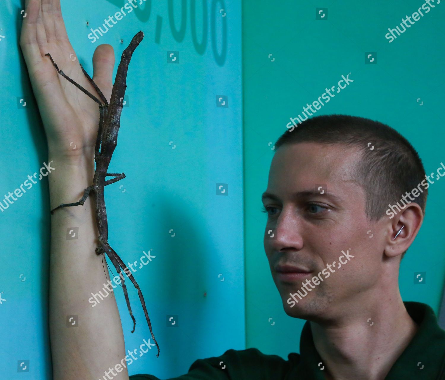 giant-asian-stick-insect-being-measured-editorial-stock-photo-stock