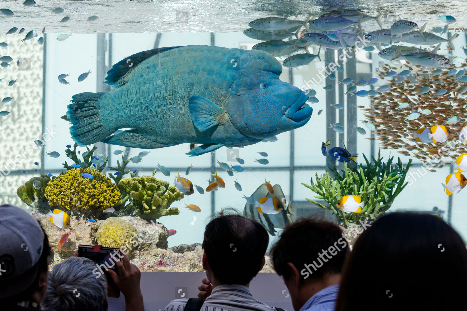 9100 Koleksi Aquarium Design Japan Terbaik