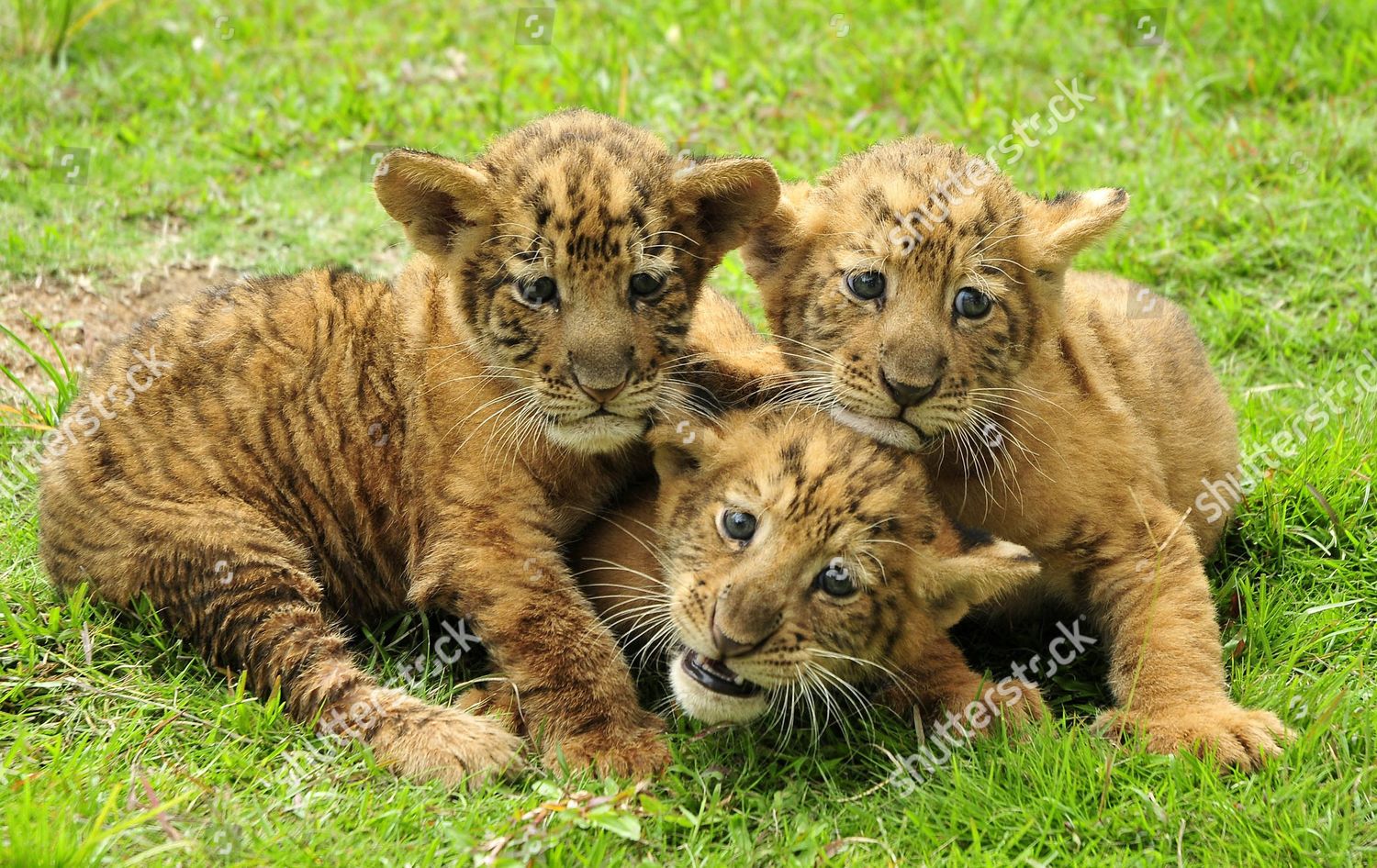 lion liger babies