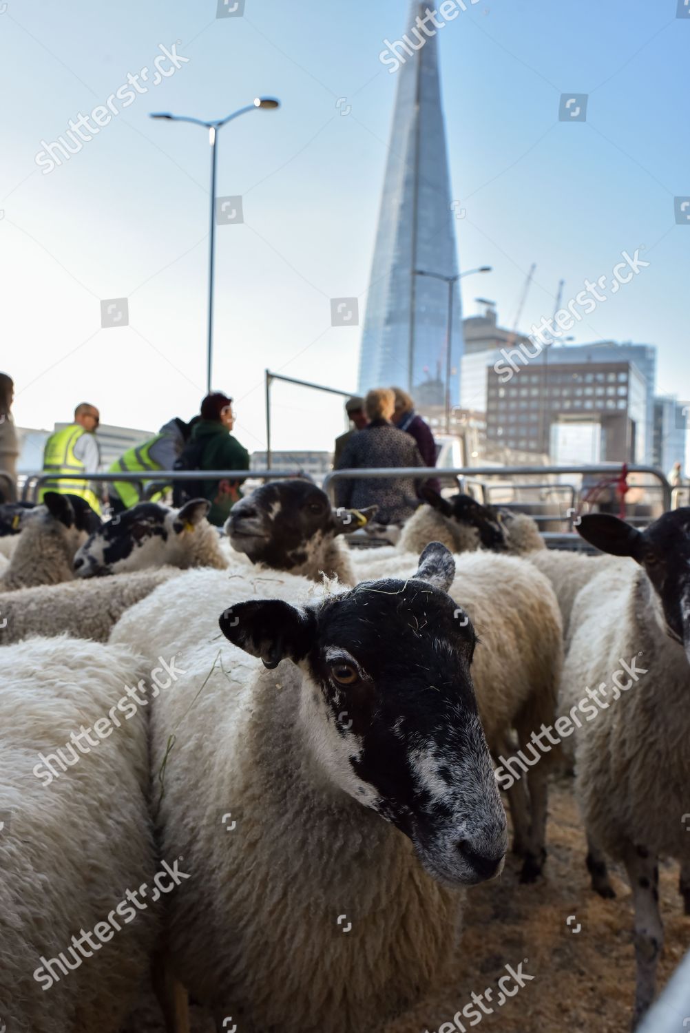 Worshipful Company Woolmen Sheep Drive Across Editorial Stock Photo ...