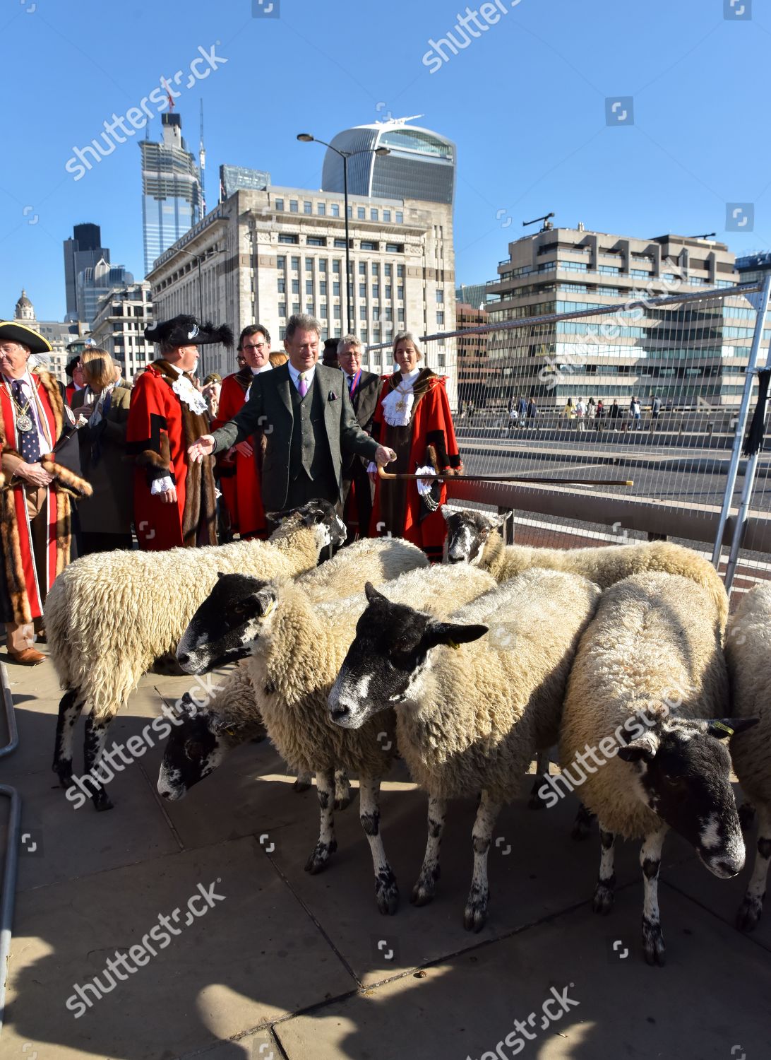 Tv Personality Alan Titchmarsh Drives Sheep Editorial Stock Photo ...