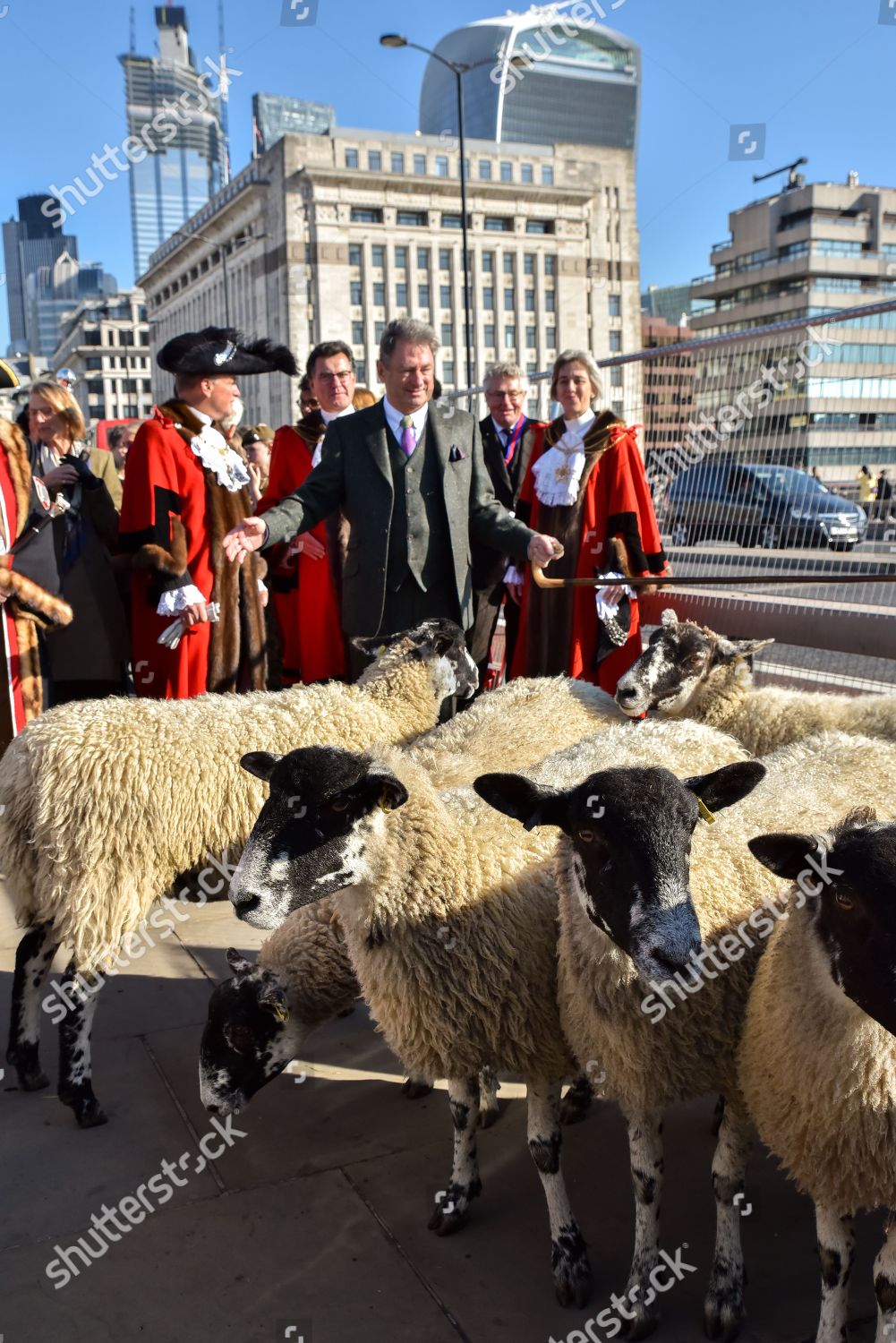 Tv Personality Alan Titchmarsh Drives Sheep Editorial Stock Photo ...