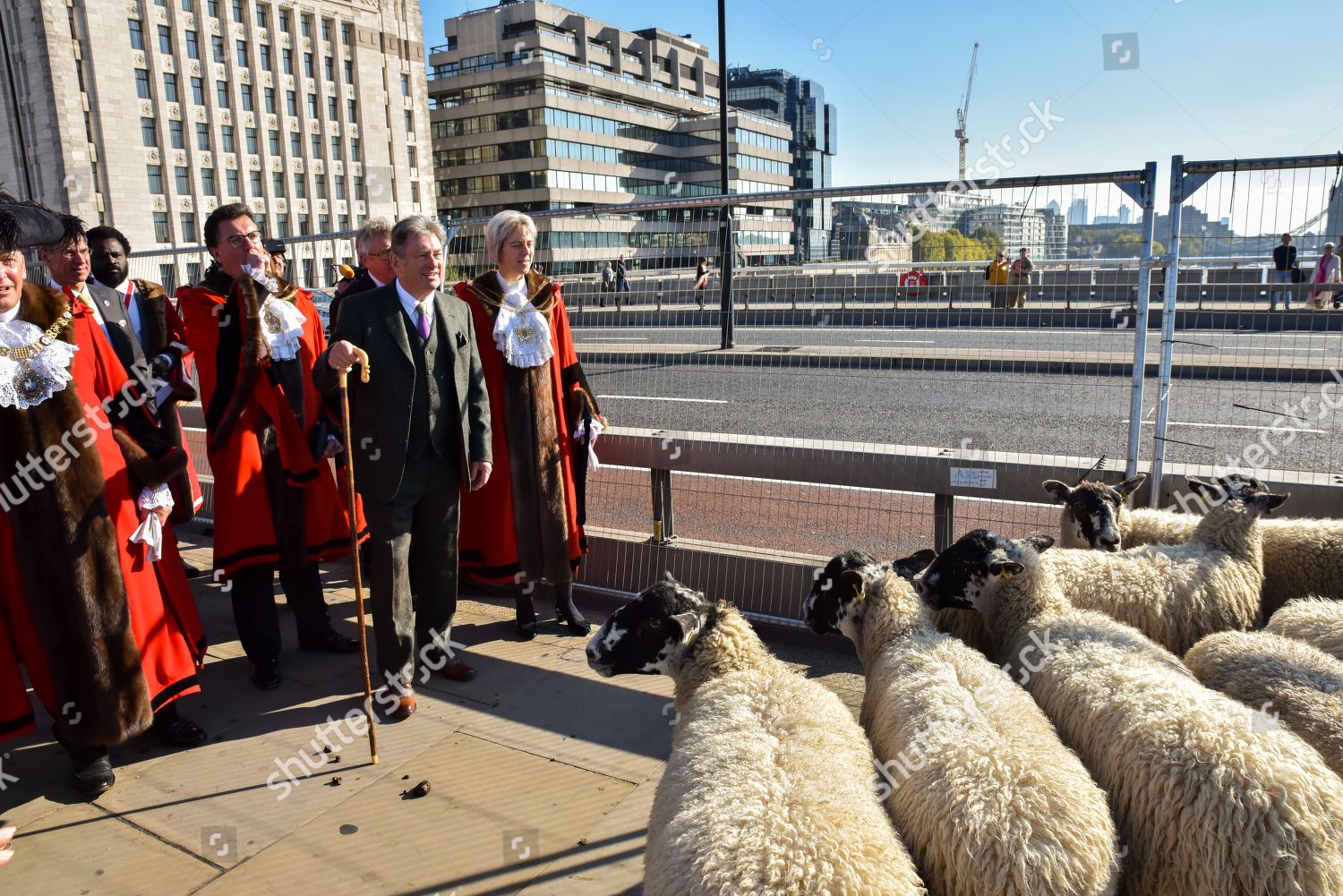 Tv Personality Alan Titchmarsh Drives Sheep Editorial Stock Photo ...