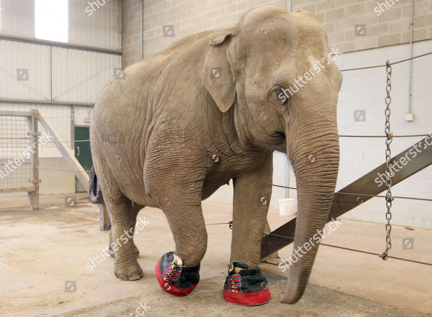 Gay Elephant Her Custom Made Shoes: редакционная стоковая фотография —  стоковое изображение | Shutterstock