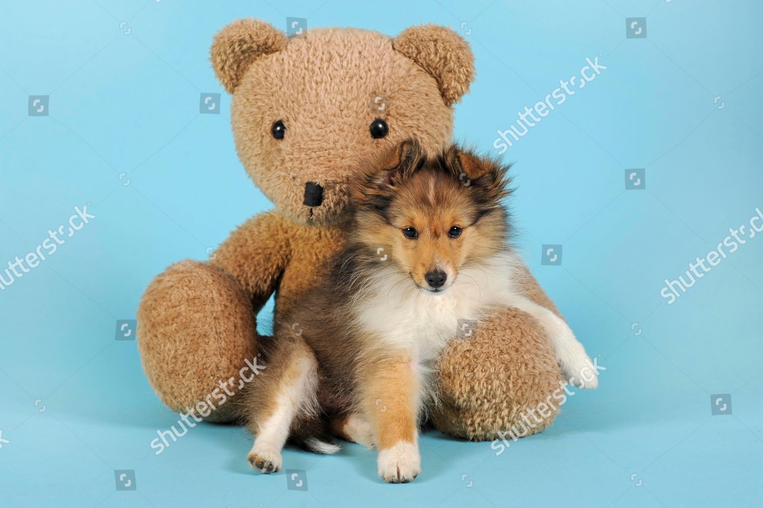 sheltie plush